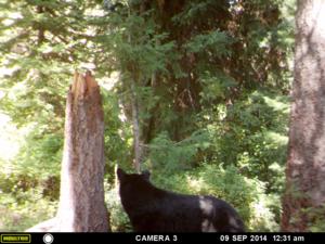 <p>Idaho bear bait</p>